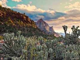 A Zion, il y a des cactus