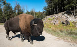 BISON D'AMERIQUE DU NORD