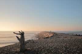 L'arbre, le promeneur et la mer