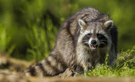 Intimidation