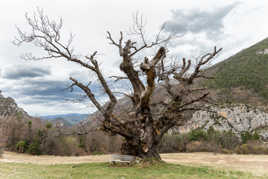 entre 500 et 700 ans et toujours debout