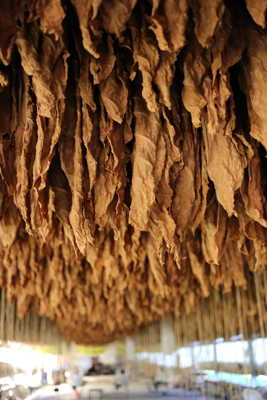 Séchage du tabac