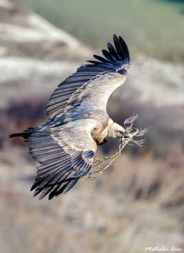 Vautour fauve Rémuzat