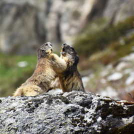 Jeux de marmottes