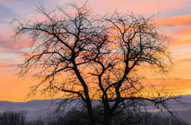 Réveil échevelé !!