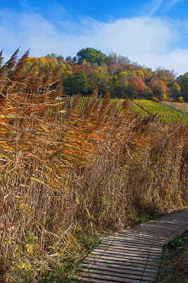 Le chemin de bois