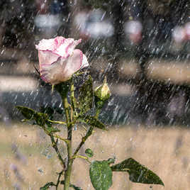 un peu de fraicheur...