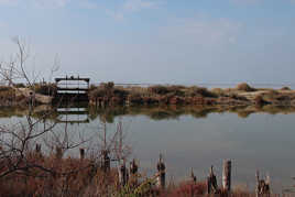 Camargue en fevrier