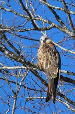 le prince de la campagne