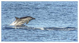 Le saut du Dauphin bleu et blanc