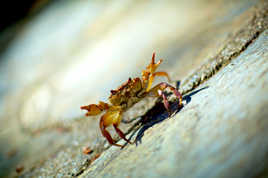 Crabe prodigy