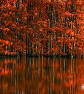 Reflets d automne