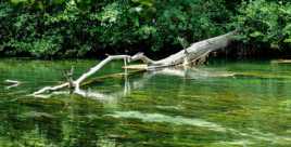 La rivière et ses algues