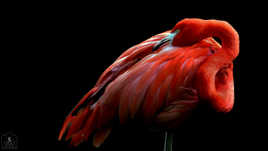 Flamant rouge de Cuba