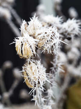 GIVRE MATINAL