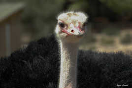 qu'est ce qu'elle a ma gueule