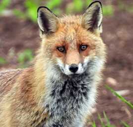 ca reste entre nous maitre renard