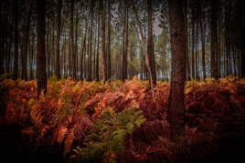 Landes de Gascogne