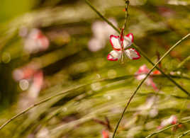 Petite fleur