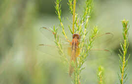 Crocothemis