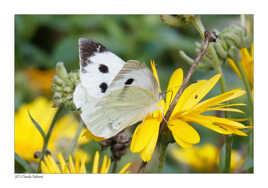 Pieride du chou.