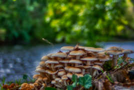 Promenade au bord de l'eau