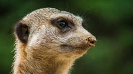 Suricate