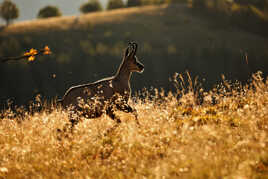 Chamois d'or