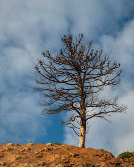debout après le feu