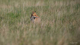 En chasse dans la prairie