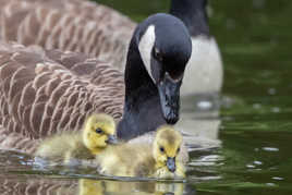 Nouvelle génération