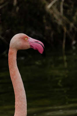 portrait de flamant
