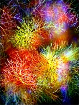 Feu d'artifice végétal