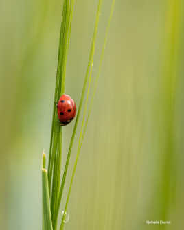 un moment éphémère