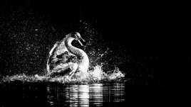 Un cygne de joie