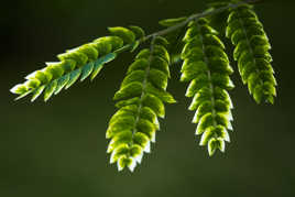 feuilles d'Albizia julibrissin 'Ombrella