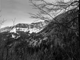 A travers les branches