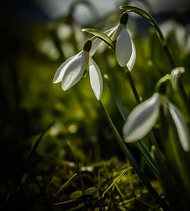 Fleurs blanches dans la lumière 