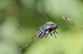 La vie ne tient qu'a un fil