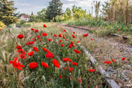 Coquelicots