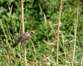 Moineau