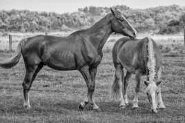 Quand une libellule s'invite sur la photo !!!!