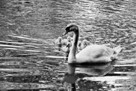 Maman et ses cygneaux