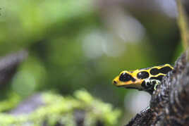 Dendrobate