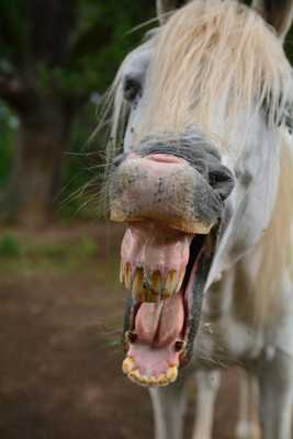 un beau sourire que voilà