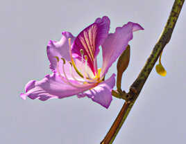 Bauhinia