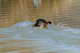 Grèbe hupé à l'atterrisage