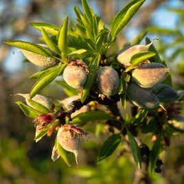 Les premières amandes