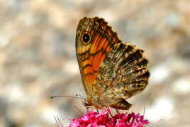 Papillon perché