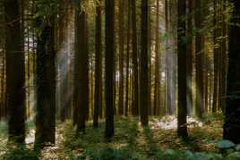 Ambiance forestière